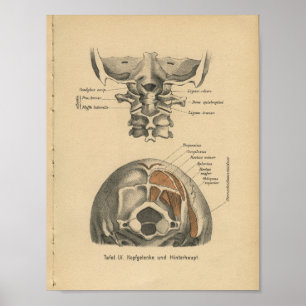 1888 Duitse anatomie printruggengraat Poster