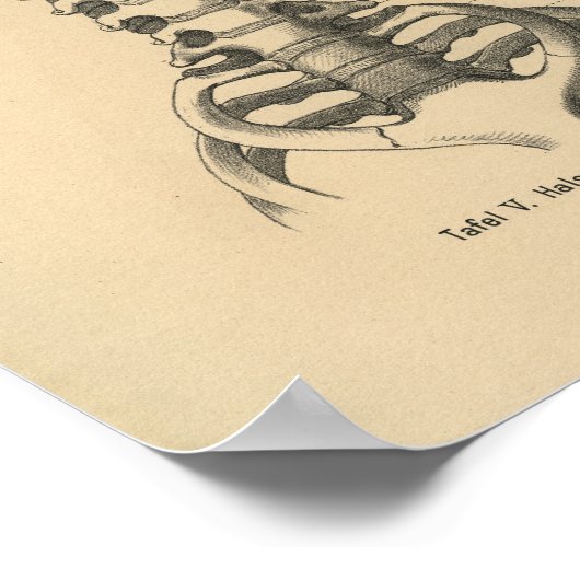 1888 Duitse anatomie printruggengraat Poster (Hoek)