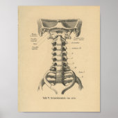 1888 Duitse anatomie printruggengraat Poster (Voorkant)