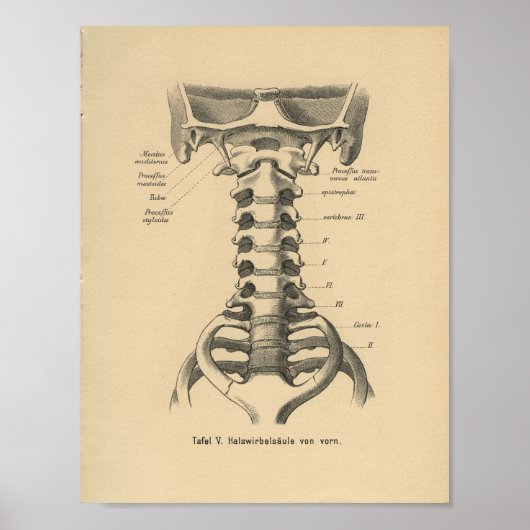  1888 Duitse anatomie printruggengraat Poster (Voorkant)