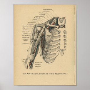 1888 Duitse anatomie printschouderarm Poster