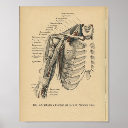 1888 Duitse anatomie printschouderarm Poster (Voorkant)