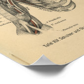  1888 Duitse anatomie printschouderarm Poster (Hoek)