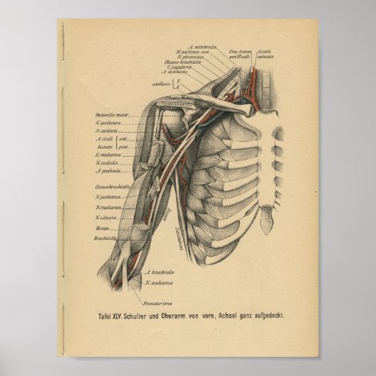  1888 Duitse anatomie printschouderarm Poster (Voorkant)