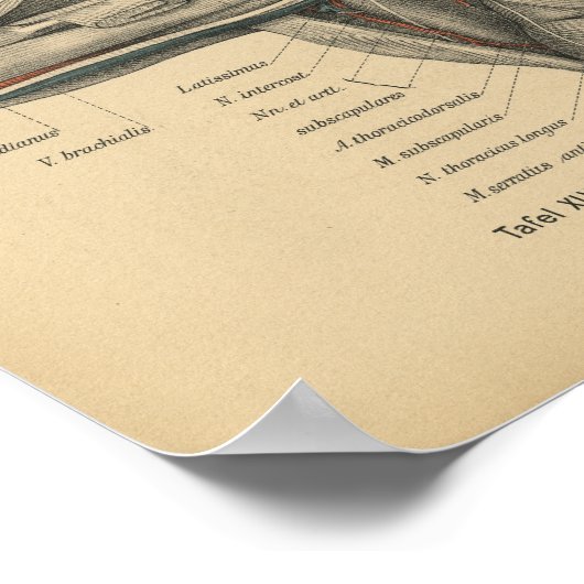 1888 Duitse anatomie printschouderarm Poster (Hoek)