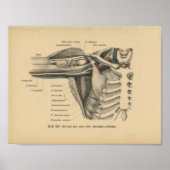 1888 Duitse anatomie printschouderarm Poster (Voorkant)