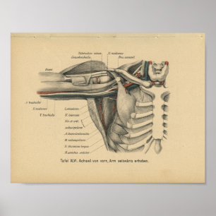 1888 Duitse anatomie printschouderarm Poster