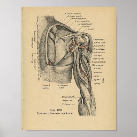 1888 Duitse anatomie printschouderarm Poster (Voorkant)