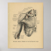  1888 Duitse anatomie printschouderarm Poster (Voorkant)