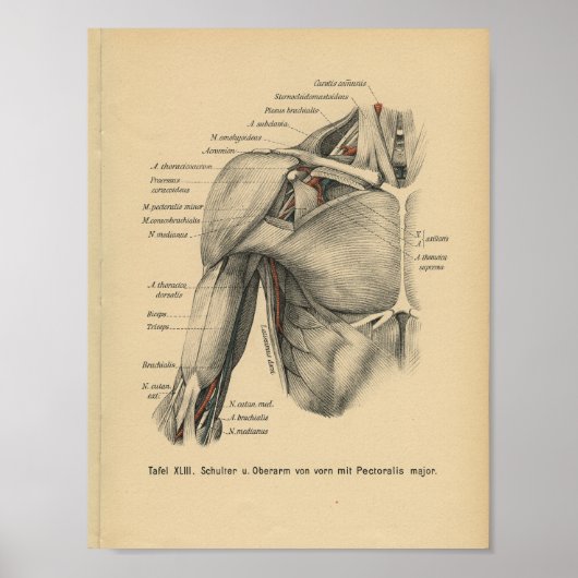  1888 Duitse anatomie printschouderarm Poster (Voorkant)