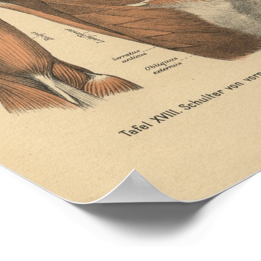  1888 Duitse anatomie printspieren Poster (Hoek)