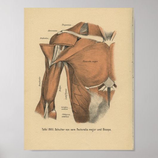 1888 Duitse anatomie printspieren Poster (Voorkant)