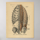  1888 Duitse anatomie printspieren Poster (Voorkant)