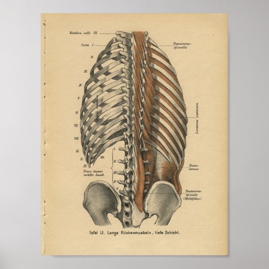  1888 Duitse anatomie printspieren Poster (Voorkant)