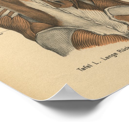  1888 Duitse anatomie printspieren Poster (Hoek)