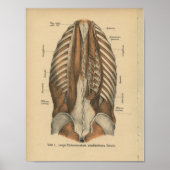  1888 Duitse anatomie printspieren Poster (Voorkant)