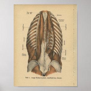  1888 Duitse anatomie printspieren Poster
