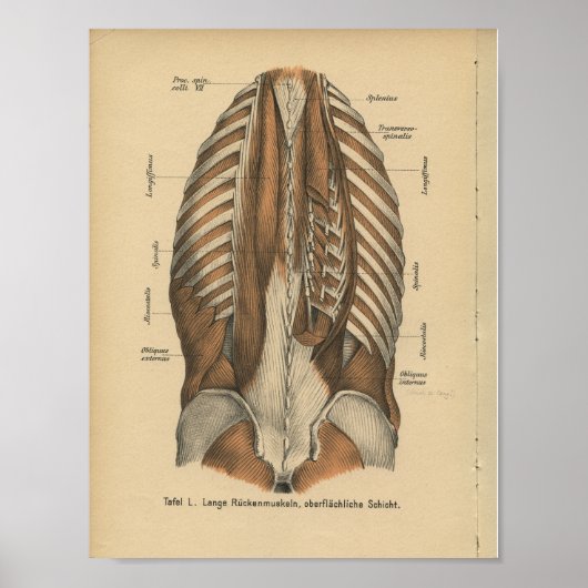  1888 Duitse anatomie printspieren Poster (Voorkant)