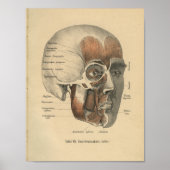  1888 Duitse anatomie printspieren Poster (Voorkant)