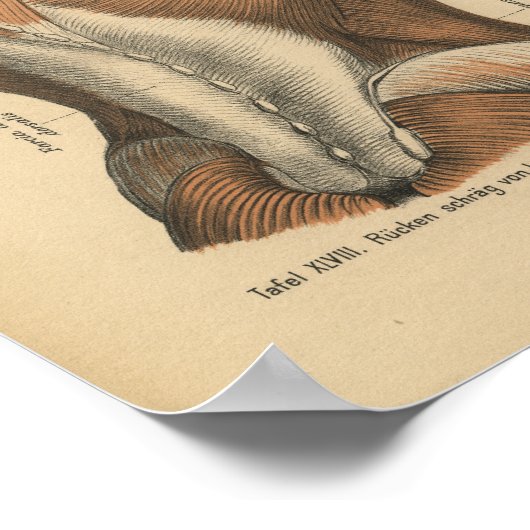 1888 Duitse anatomie printspieren Poster (Hoek)