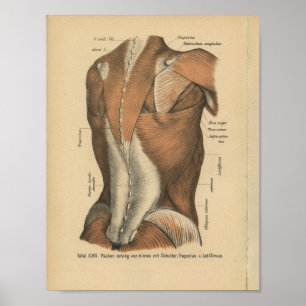 1888 Duitse anatomie printspieren Poster