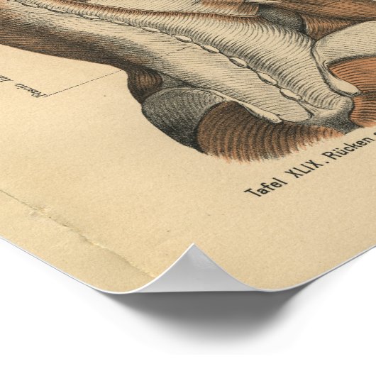  1888 Duitse anatomie printspieren Poster (Hoek)