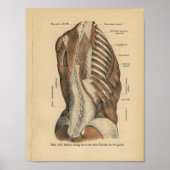  1888 Duitse anatomie printspieren Poster (Voorkant)