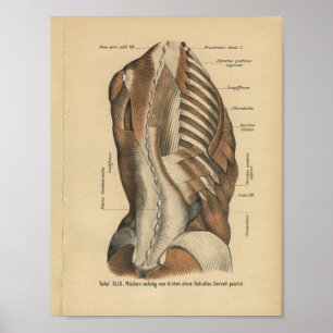  1888 Duitse anatomie printspieren Poster