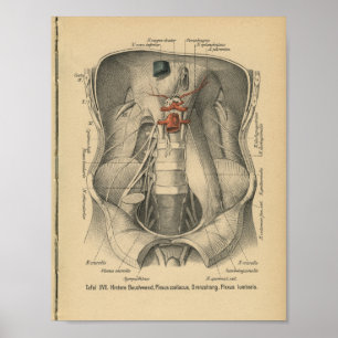  1888 Duitse Anatomy Print Abdomen