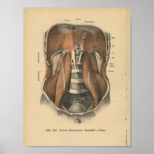 1888 Duitse Anatomy Print Abdomen