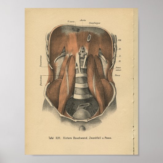  1888 Duitse Anatomy Print Abdomen (Voorkant)
