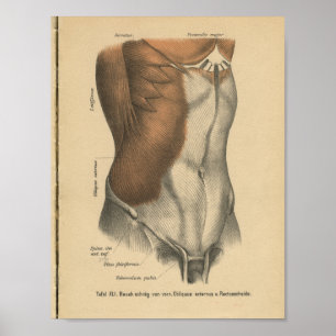  1888 Duitse Anatomy Print Abdomen