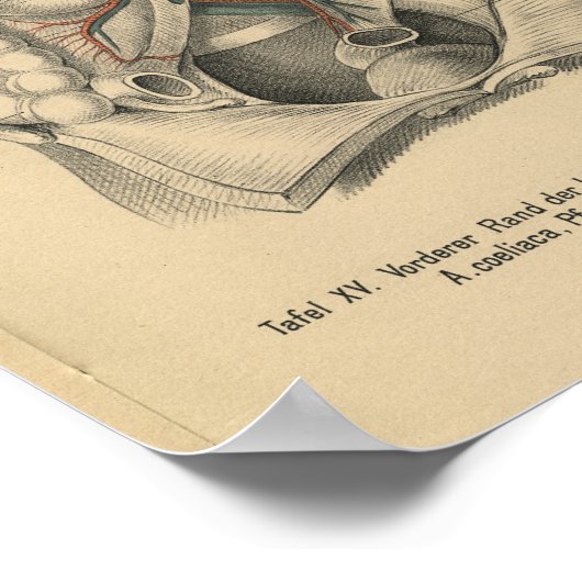 1888 Duitse Anatomy Print Abdomen (Hoek)