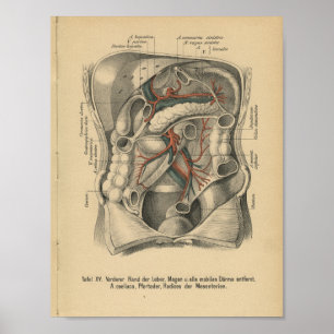  1888 Duitse Anatomy Print Abdomen