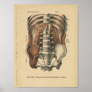 1888 Duitse Anatomy Print Abdomen Pelvis