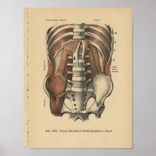  1888 Duitse Anatomy Print Abdomen Pelvis (Voorkant)