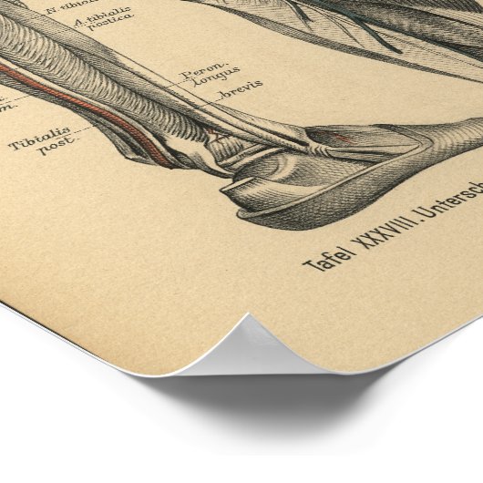 1888 Duitse Anatomy Print Beenknie (Hoek)