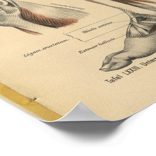  1888 Duitse Anatomy Print Boot Foot (Hoek)