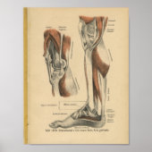  1888 Duitse Anatomy Print Boot Foot (Voorkant)