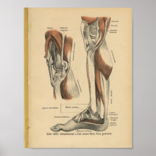  1888 Duitse Anatomy Print Boot Foot