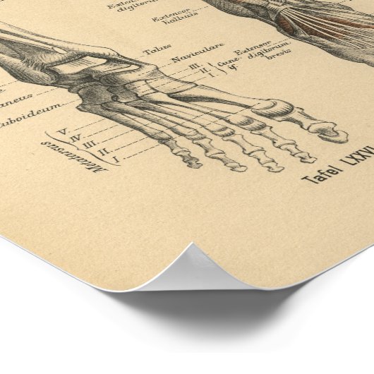 1888 Duitse Anatomy Print Boot Foot (Hoek)