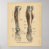 1888 Duitse Anatomy Print Boot Foot (Voorkant)