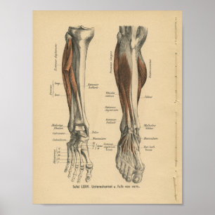  1888 Duitse Anatomy Print Boot Foot