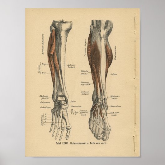 1888 Duitse Anatomy Print Boot Foot (Voorkant)