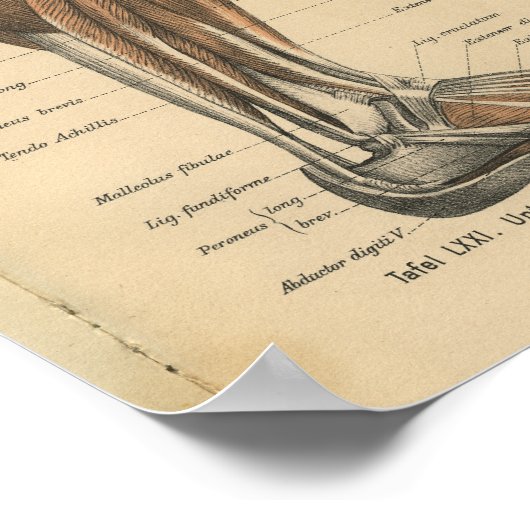  1888 Duitse Anatomy Print Boot Foot (Hoek)