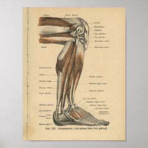  1888 Duitse Anatomy Print Boot Foot
