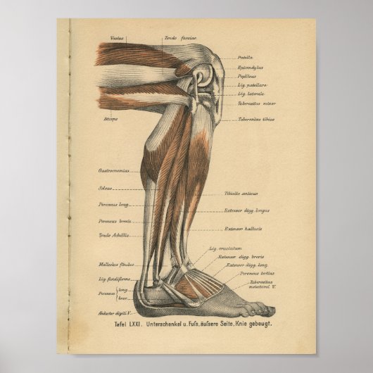  1888 Duitse Anatomy Print Boot Foot (Voorkant)