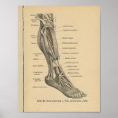  1888 Duitse Anatomy Print Boot Foot (Voorkant)