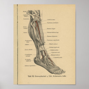 1888 Duitse Anatomy Print Boot Foot