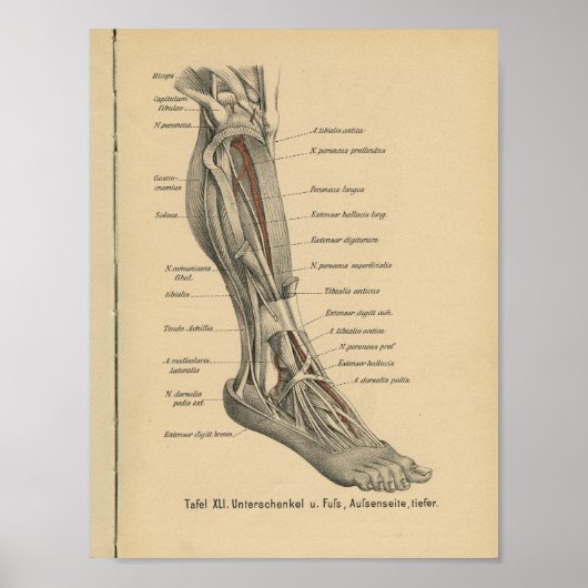  1888 Duitse Anatomy Print Boot Foot (Voorkant)